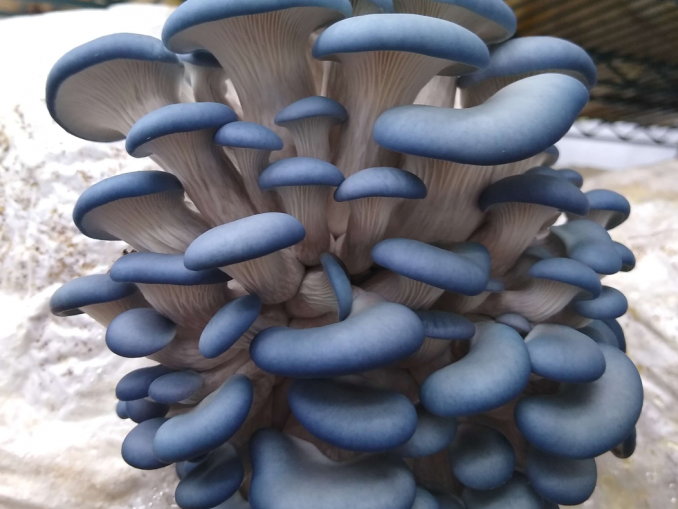 Sheridan StartUp Challenge Oyster City Mushroom Farm Sheridan