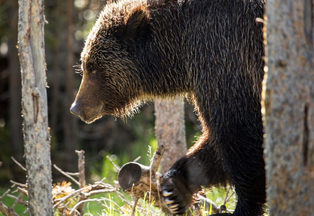 Efforts To Trap Grizzly Bear That Killed Hiker Near Yellowstone NP ...