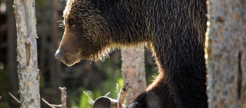 Montana’s Wolf Trapping Season Shortened To Protect Non-Hibernating ...